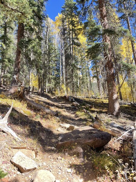 More roots and rocks in lower aspen section of Engine Creek.