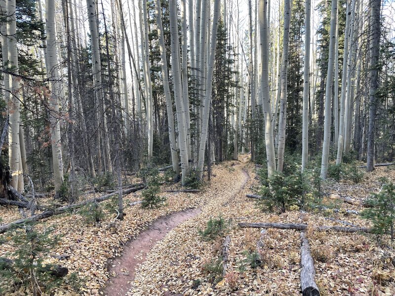 Start of getting into the aspens on Salt. Flowing bit.