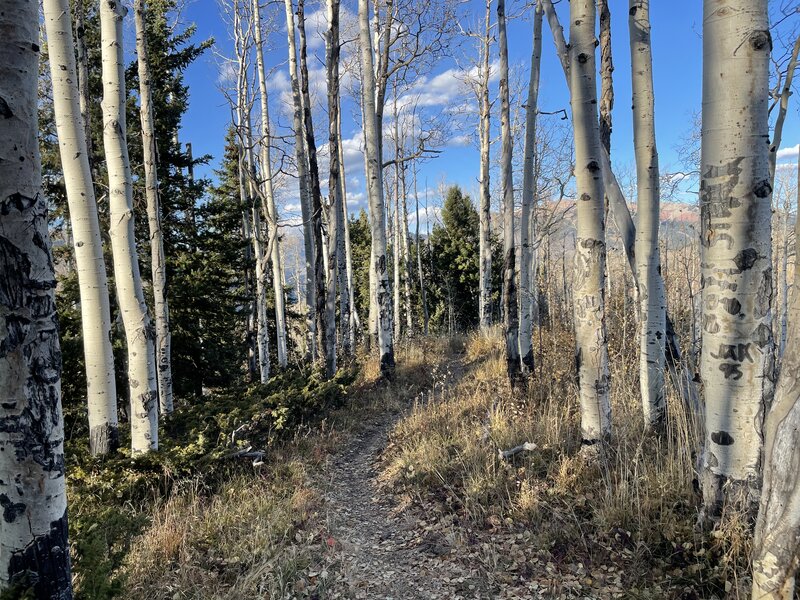 Middle Salt Creek on the ridge and in the aspens.