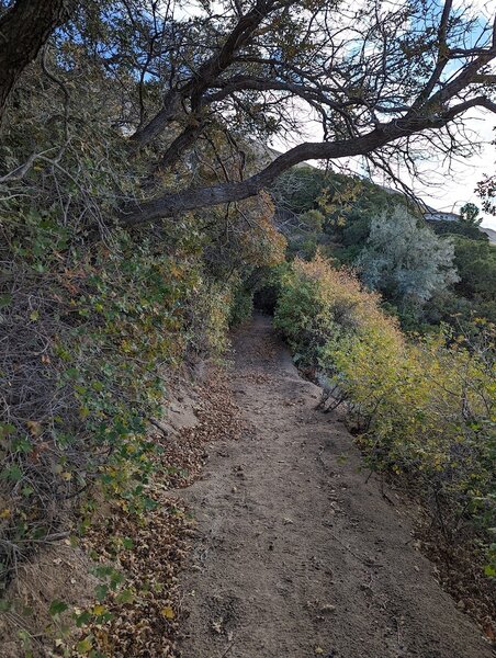 Singletrack thru scrub oak