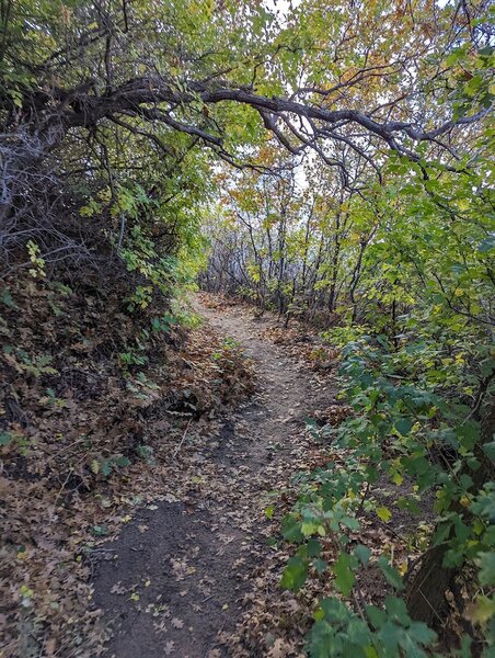 Singletrack thru scrub oak