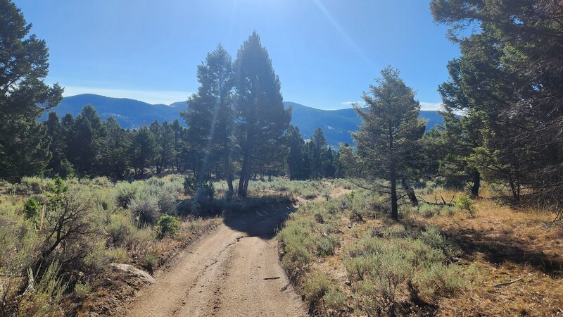 FS #8641 doubletrack winds through sagebrush meadows this scattered trees.