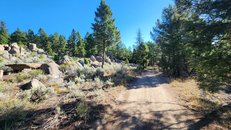 The North side of FS #8641 has many outcroppings of granite boulders.