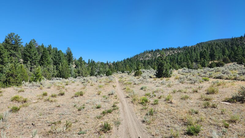 Sandy and narrow (in places) singletrack of BLM #9 trail.