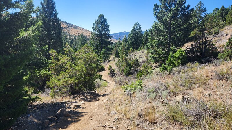 BLM #9 singletrack winds along the side of the Dry Creek Drainage.