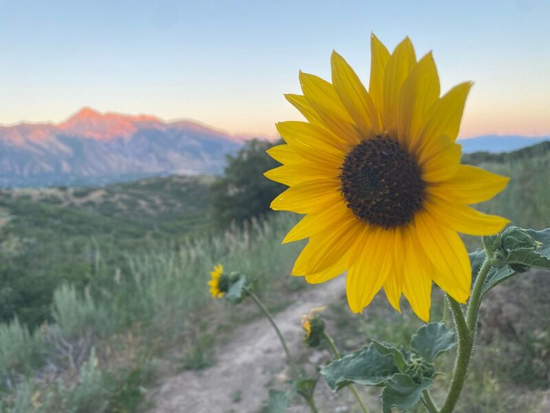 Sunflower on Mercer