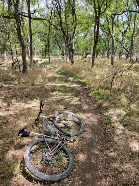 Tree cover along Mud Creek Trail.