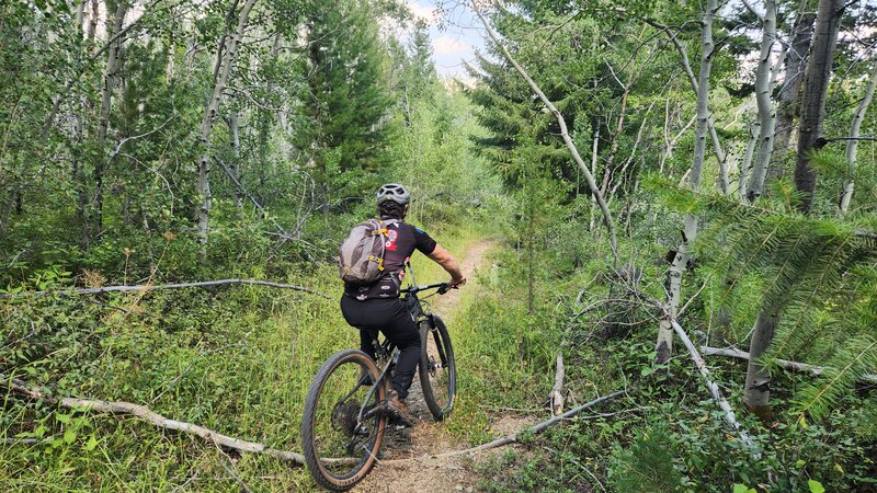 A mountain bike rider negotiates the Garrity Mountain Trail.