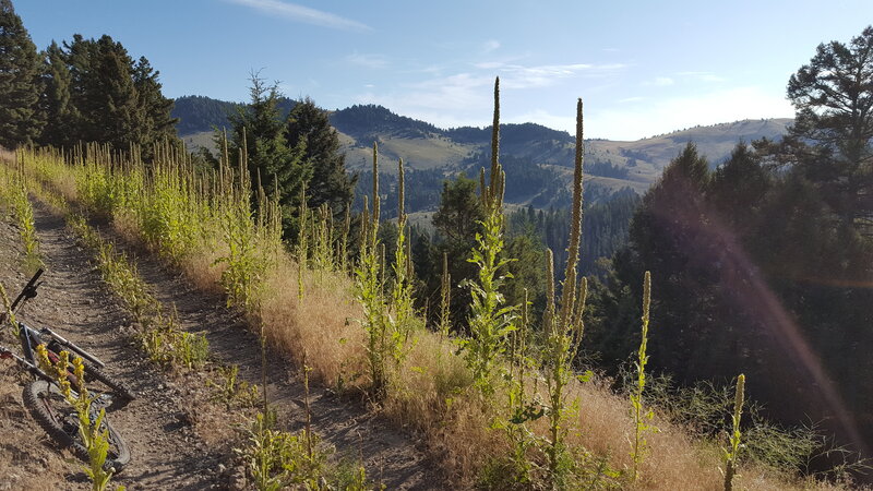 Nice views of the Norton Gulch Valley from Ditch Saddle Trail.