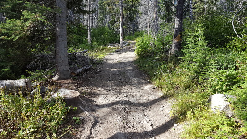 This is what the steepest part of the Ditch Saddle Trail looks like. Not too bad eh?