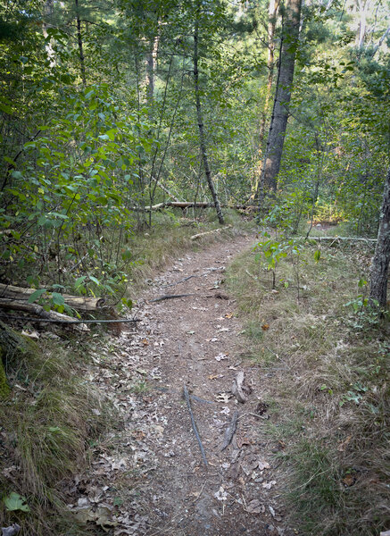 Rolling through the woods.