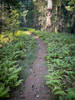 Pedaling through the ferns.