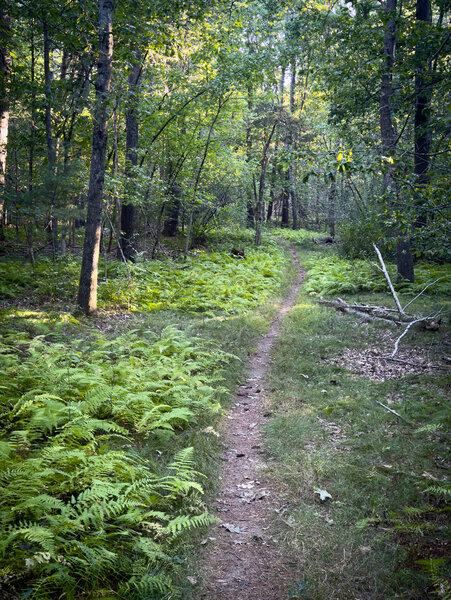 Smooth sailing through the ferns.