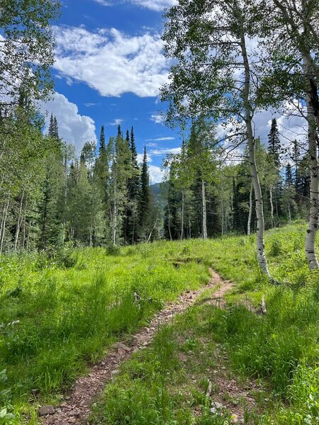 Bear Trap Fork singletrack!