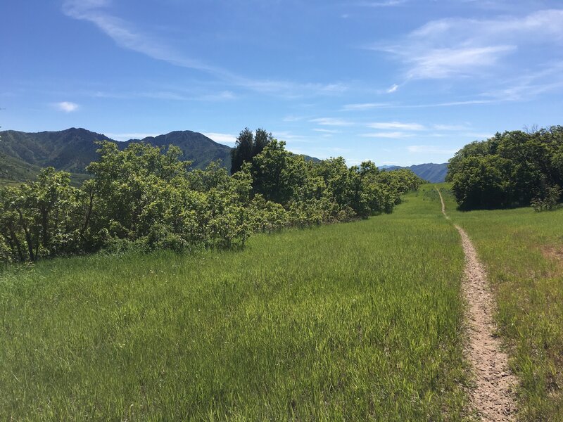 Straight singletrack through a meadow on Alexander Creek.