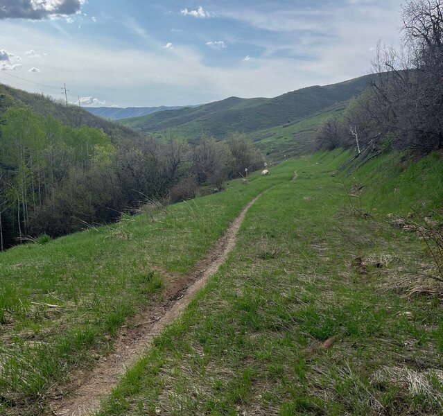 Straight singletrack through a meadow on Alexander Creek.