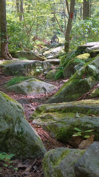 One of many rock gardens at the top of the trail.