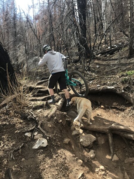 Goulding Creek root section.