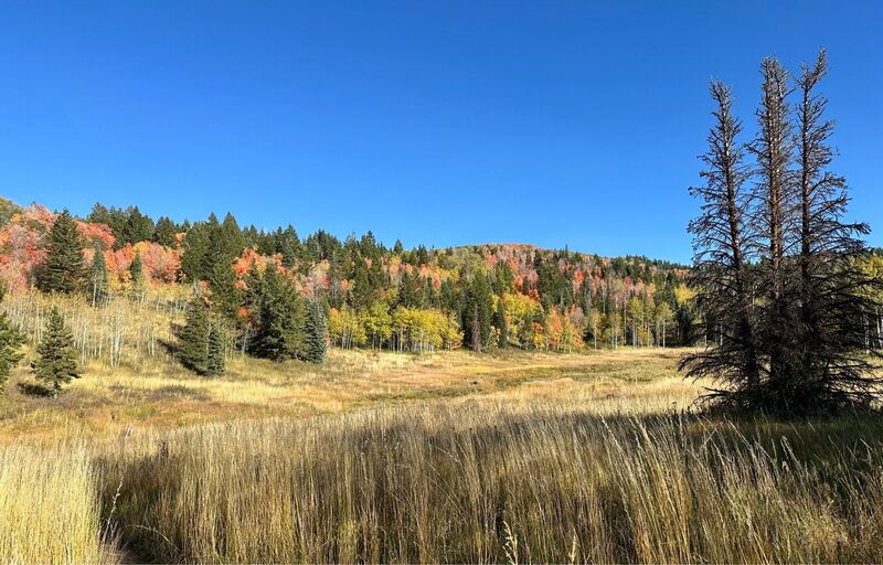 Mud springs in the fall