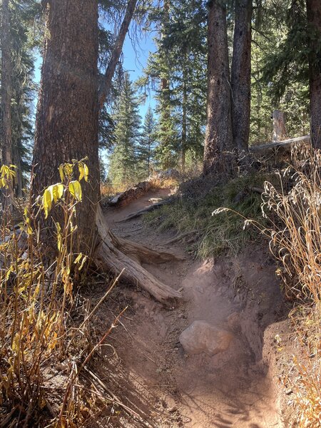 Root section on upper Coal Creek.