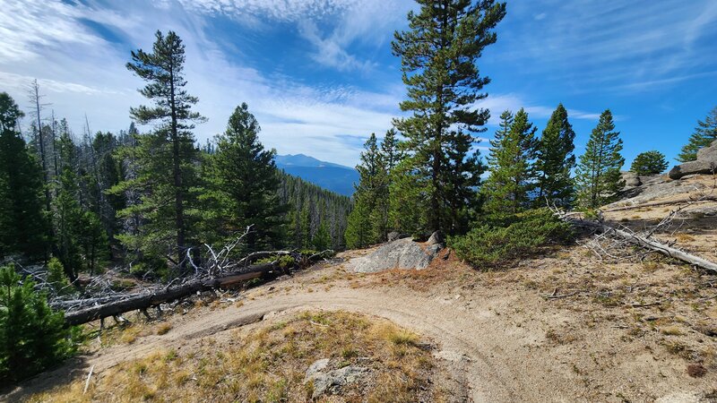 The Highland Mountains poke out from behind the trees in the distance from the sandy singletrack of the Continental Divide Trail.