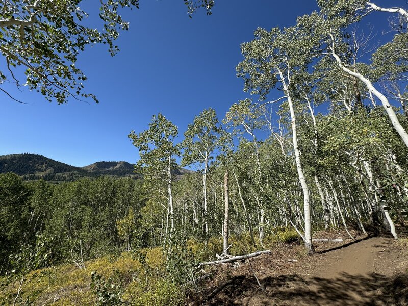 Facing toward Guardsman Pass,