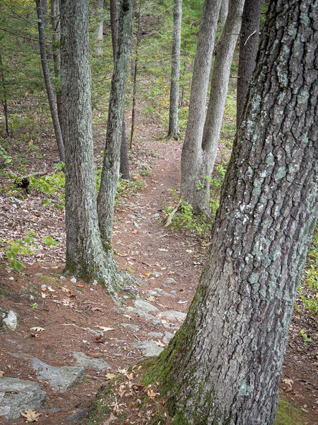 The northern part of the loop is where all the fun is at.