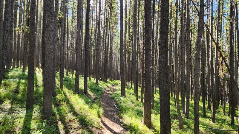 The Black Pine Ridge Trail navigates through a beautiful section of forest.