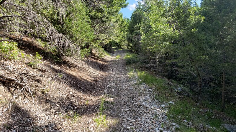 Typical trail conditions on the lower part of Tin Can Gulch.