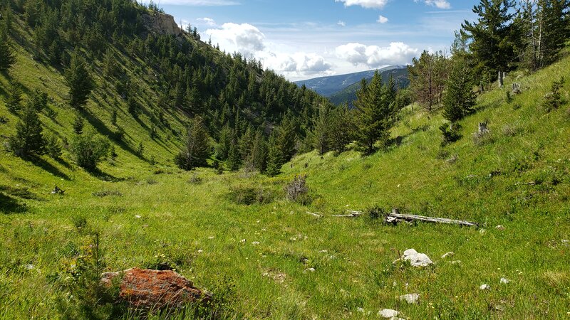 Typical "trail" conditions for near the top of the Tin Can Gulch Trail.