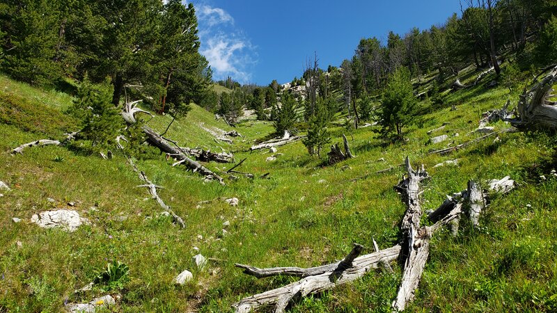 Looking up the Tin Can Gulch