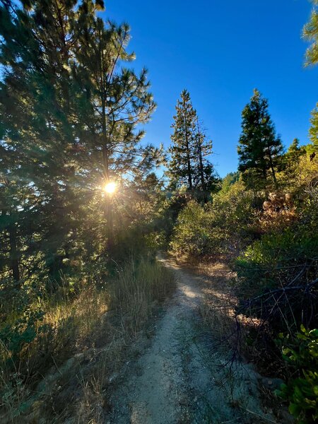 Doug Fir Loop Trail