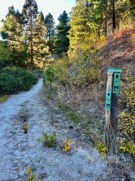 Doug Fir & Headwaters Junction