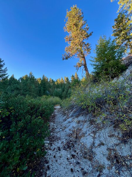 Doug Fir Loop, the trail here is sandy and rocky, this is what most of the trails out here are like.