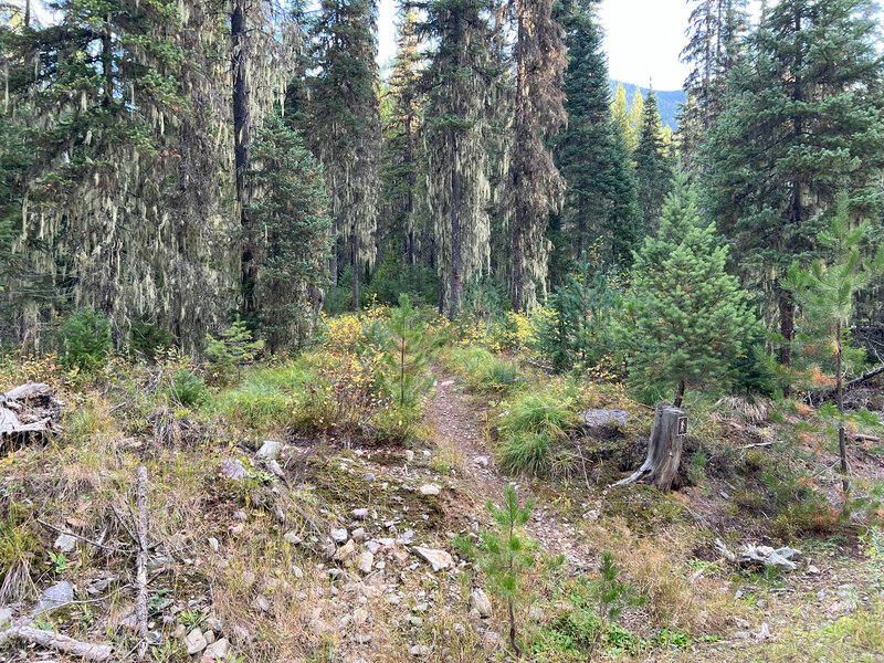 About 100 yards up the road, the trail actually begins on your left.