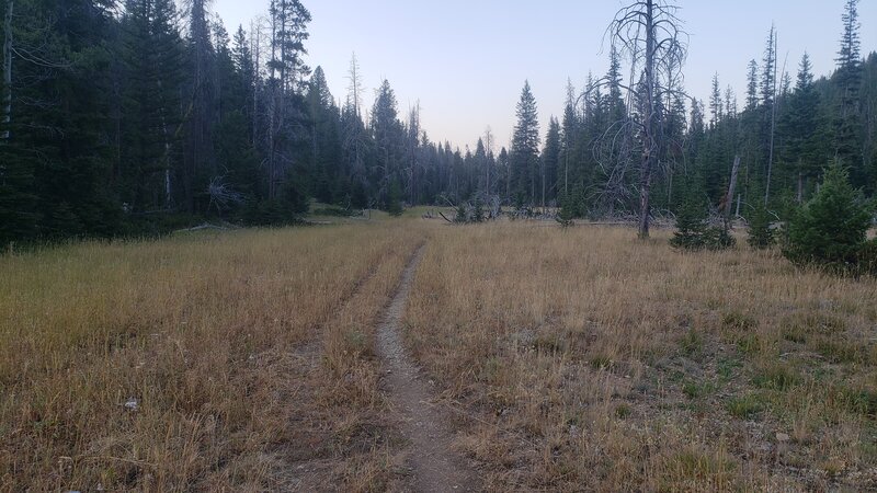 FS-65 trail meanders in and out of narrow meadows on it's way towards Thunderbolt Mountain.