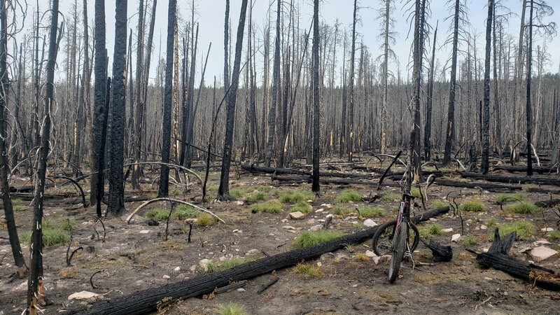 There was a fire on Sandstone Ridge around 2020 which made the trail ...
