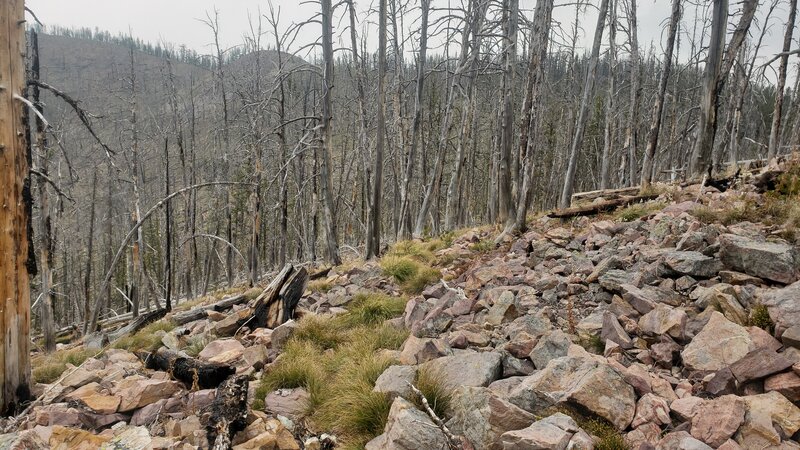 A very rocky and somewhat overgrown section of Hogback Ridge Trail provides challenging riding on a mountain bike.