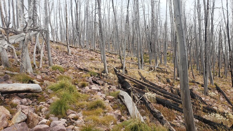 Can you see the trail? Challenging riding conditions on Hogback Ridge.