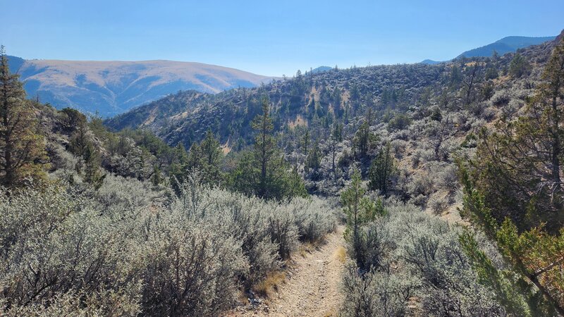 The steepest part of the Cave Gulch Trail is very difficult to peddle up, but not bad coming down.