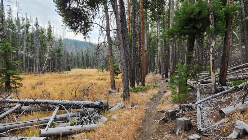 The CDT passes by a small grassy meadow.