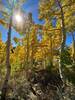 Fall color on Twin Lakes Pass.