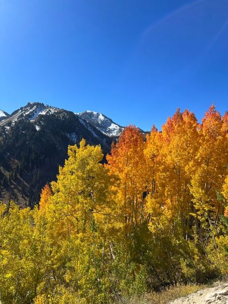 Fall color looking southwest toward Snowbird.