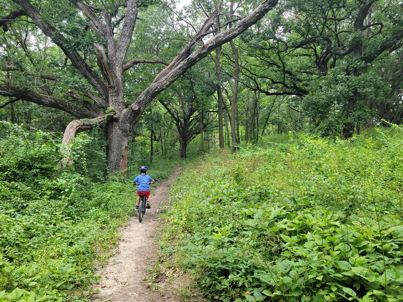 Seven year old riding Green Line among the mature oaks.