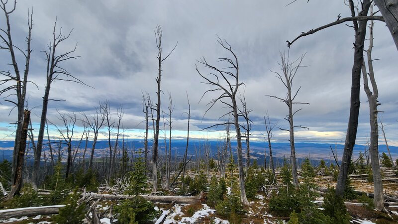 Dead trees from past fires on the shoulder of Casey Peak mean better views on your hike-a-bike to the summit.