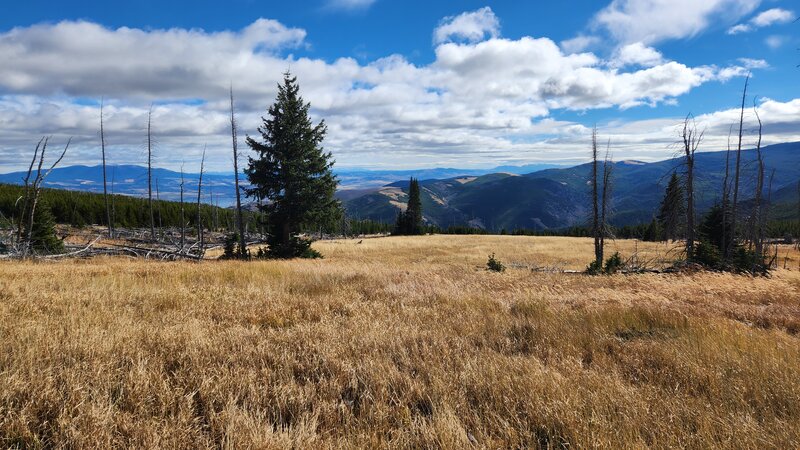 Pole Creek Trail disappears for a while in a large grassy meadow.