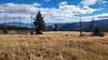 Pole Creek Trail disappears for a while in a large grassy meadow.