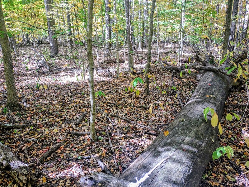 Log blocking off approximately half the trail.