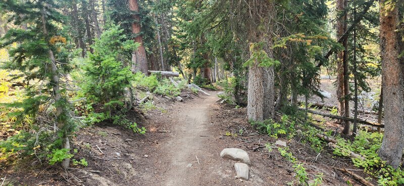 Singletrack through the trees.