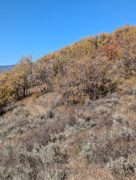 Coming through shrubs on uphill section of Upper Sparky.